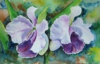 Orquideas